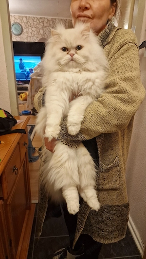 Parser Deckkater  Bild 5