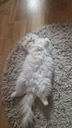 Parser Deckkater  Bild 4