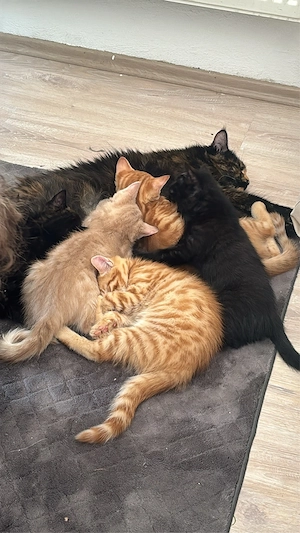 Maine Coon, BKH mix kitten