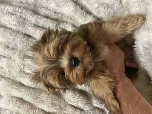 Reinrassige Yorkshire Terrier Welpen mit Ahnentafel 