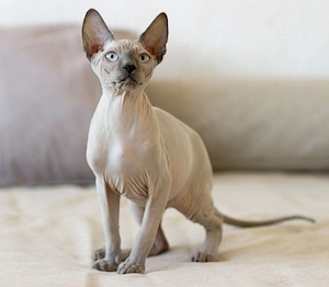 Suche Sphynx Katze oder Kater