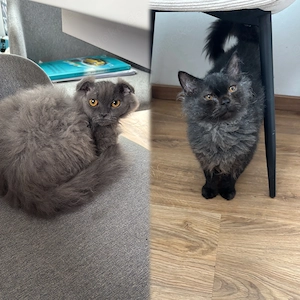     Zwei besondere Kitten suchen gemeinsam ein Zuhause