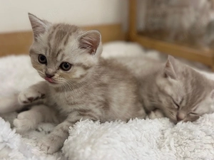 Bkh Kitten 