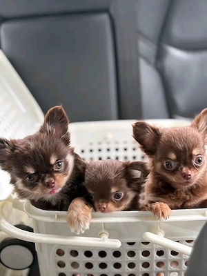Chihuahua-Welpen suchen ein liebevolles Zuhause