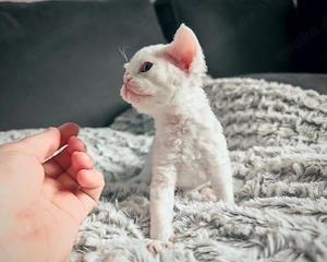 Devon Rex Kitten Kater weiß mit Stammbaum (WCF) und EU-Pass