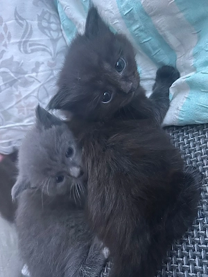 Maine coon mix kitten