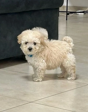 maltipoo welpe 