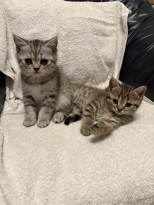Britisch Kurzhaar Kitten   liebevoll aufgezogen   