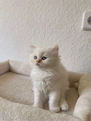 wunderschöne langhaar kätzchen  Bild 3