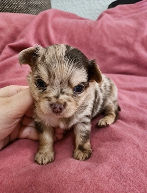 Chihuahua Schoko Merle und Schoko Tricolor