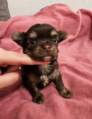 Chihuahua Schoko Merle Schoko Tricolor