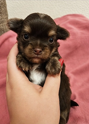 Chihuahua Schoko Merle und Schoko Tricolor