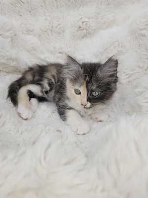  Einzigartige Kitten suchen   