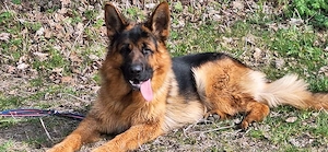 reinrassiger Deutscher Schäferhund Deckrüde 