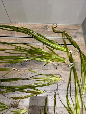 16x  Vallisneria gigantea   Riesenvallisnerie, auch gerne geg. junge Skalare zum großziehen ....