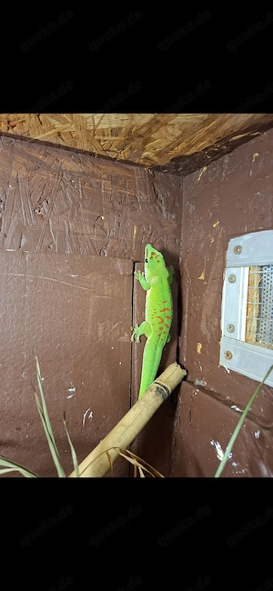 Madagaskar taggecko's 