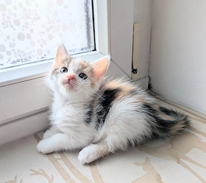 Maine Coon BKH Mix Kitten 