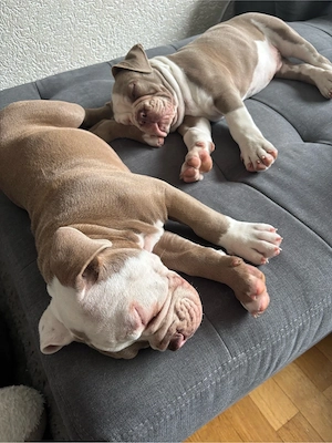 Old englisch Bulldoggen Blueline Welpen 