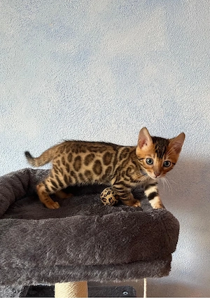 Bengalkitten (m w) aus liebevoller Hobbyzucht abzugeben