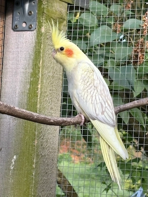 hübscher Nymphensittich Hahn