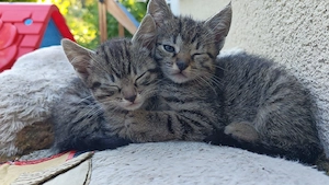 Katzenbabys suchen ihr zuhause