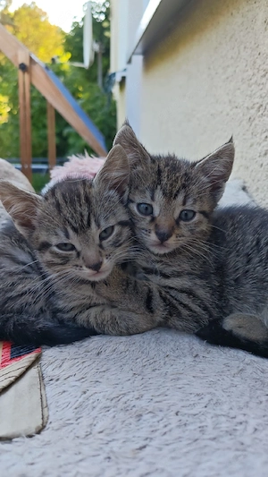 Katzenbabys 