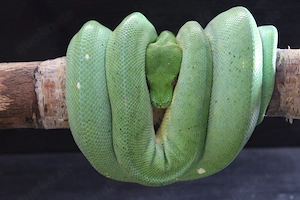 Morelia Viridis Nachzucht
