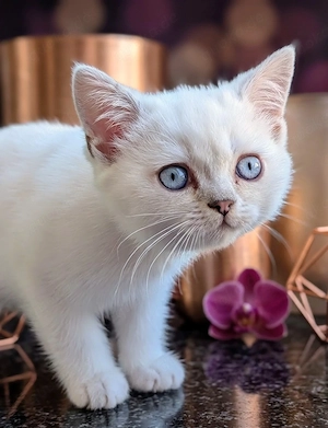 Liebevolle BKH-Kitten (reinrassig mit Ahnentafel) suchen ein neues Zuhause