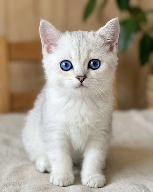BKH Kitten Stammbaum 