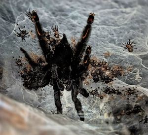 Psalmopoeus irminia NZ 5 2026