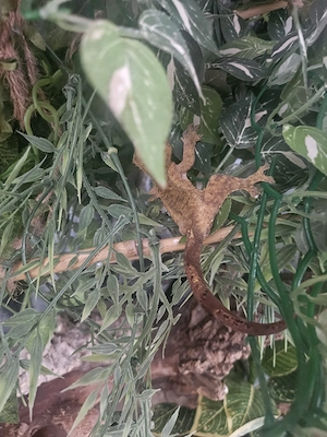 Kronengecko und Terrarium 