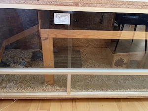 afrikanischer Weißbauchigel mit Terrarium und außengehege 