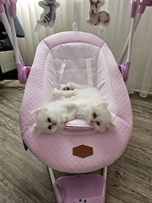 Zuckersüße Perserkatzen-Kitten in Weiß (geb. 10.04.) suchen ein Zuhause!