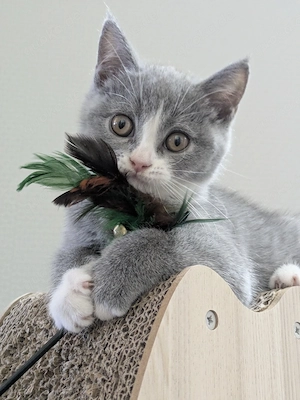 BKH Kitten
