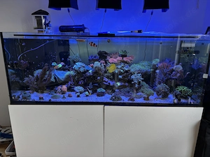 Meerwasser-Aquarium 150x70x55cm