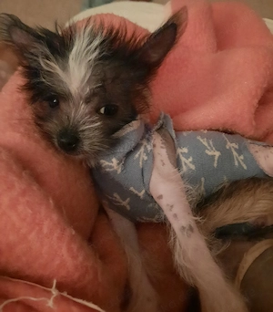 Mischling Welpen Spitz