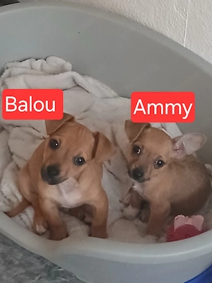 5 süße Hundewelpen