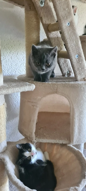 Kitten BKH