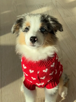 Wunderschöne Blue-Merle-Sheltie-Hündin Ella sucht ein liebevolles Zuhause