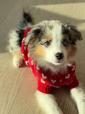 Wunderschöne Blue-Merle-Sheltie-Hündin Ella sucht ein liebevolles Zuhause