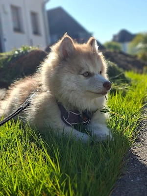 Pomsky Welpe Siberian Husky - Pomeranian