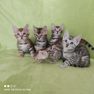 Wunderschöne Bengal Kitten mit Stammbaum. Abgabebereit!