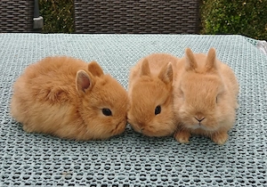 Farbenzwerg Zwergkaninchen Hase Kaninchen Zwerg Hermelin 