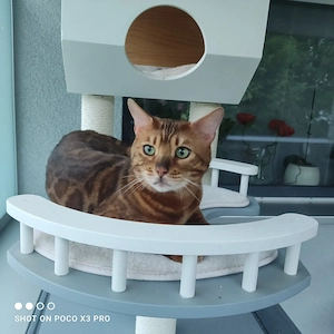 Cooler  Bengal Junge mit Stammbaum sucht ein neues Zuhause.