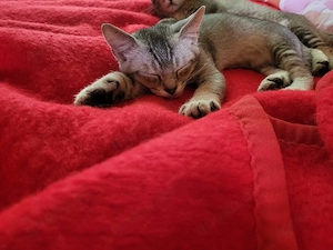 BKH Bengal Mix Kater