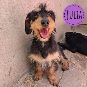 Julia, wunderhübsche Mischlingshündin, Dackel Terrier Mix