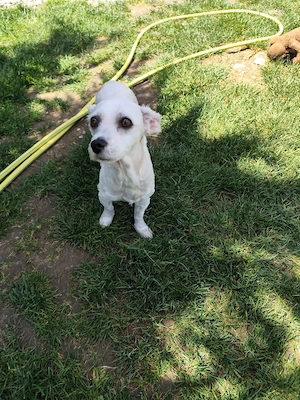 *FIBI* ist ein Bichon Mischling. Sie ist in Deutschland auf Pflegestelle und wartet