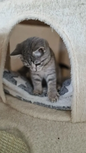 BKH Britisch Kurzhaar Kätzchen tabby sofort Abgabe bereit.  Nur eine Weibchen geblieben. 