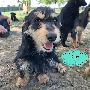 Pepy, bezaubernd hübscher Welpe, Dackel Terrier Mix