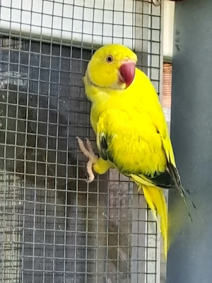 Halsbandsittiche opalin bs, wkws opalin abzugeben 